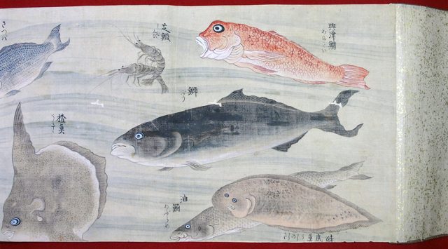 彩色魚類図（02-024／25331）