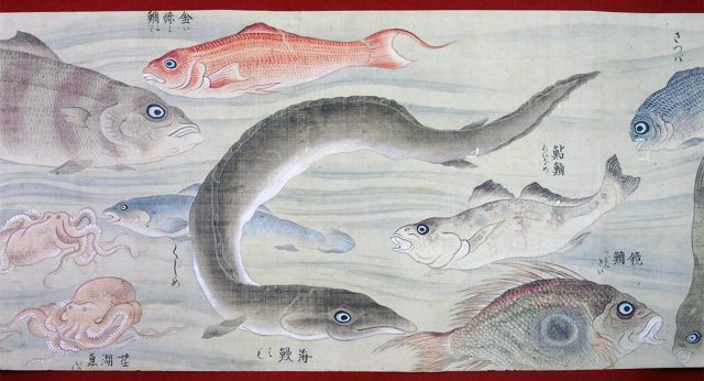 彩色魚類図（02-024／25331）