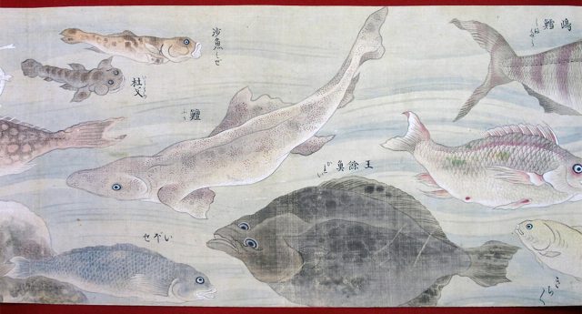 彩色魚類図（02-024／25331）