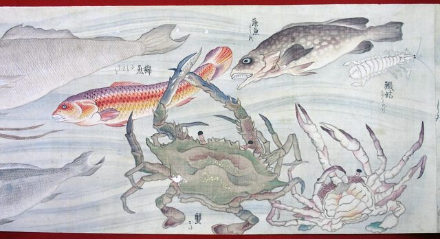 彩色魚類図（02-024／25331）