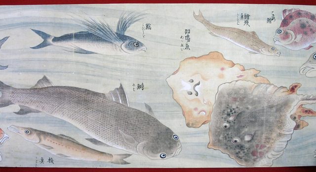 彩色魚類図（02-024／25331）