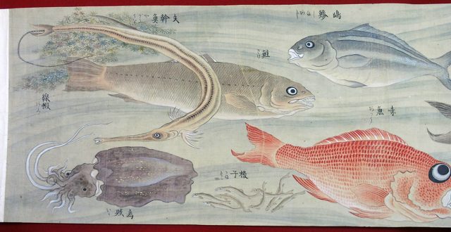 彩色魚類図（02-024／25331）